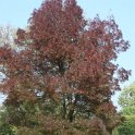 Fraxinus angustifolia 'Raywood' automne